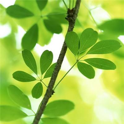 乐鱼app官网正式版下载