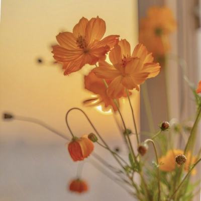 ayx体育在线登录下载手机版